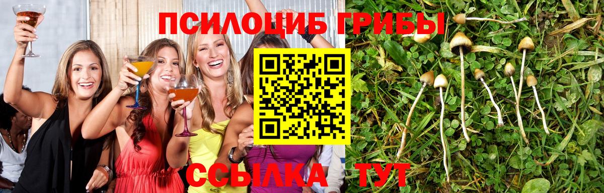 Галлюциногенные грибы Psilocybe  Волжск 